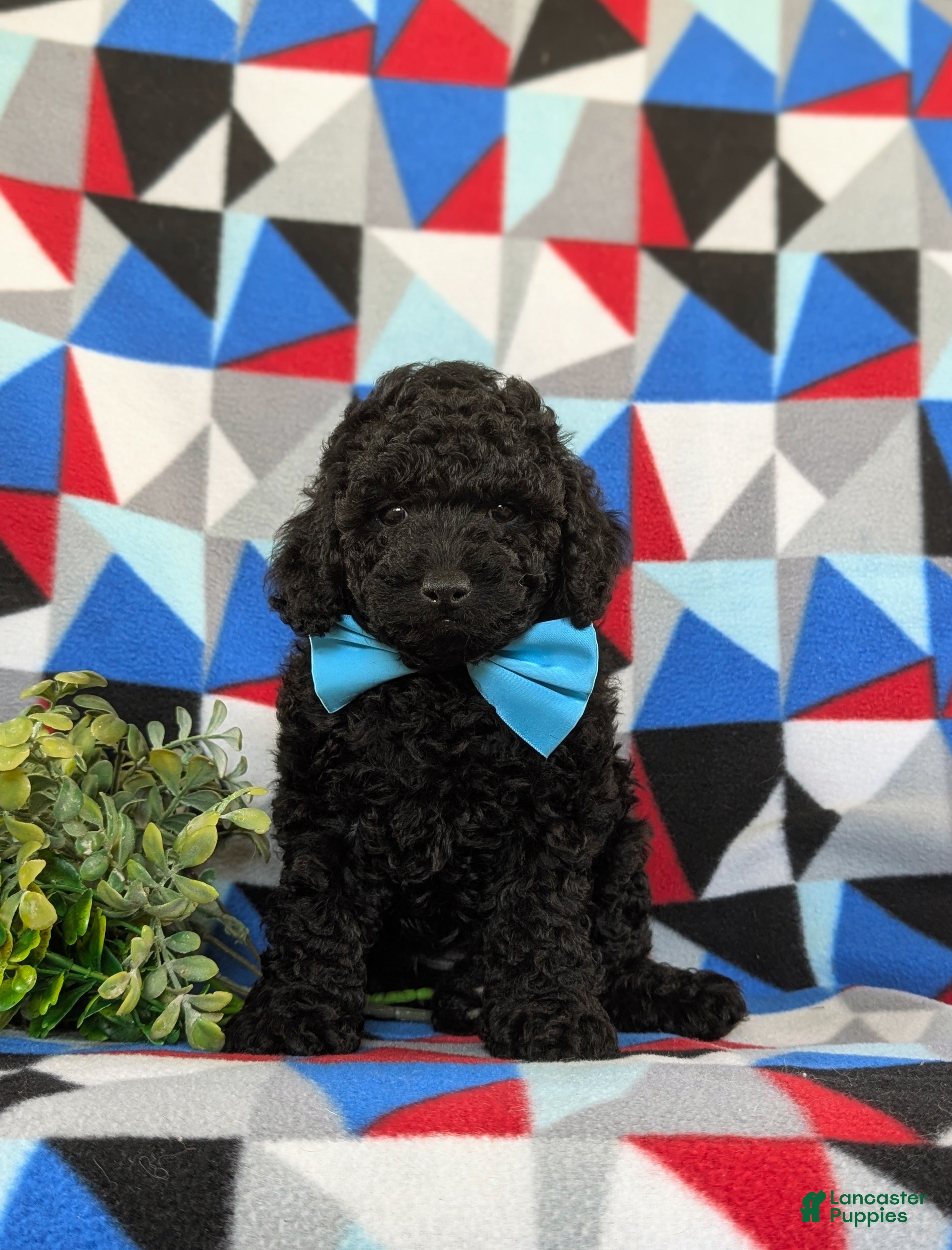 Toy Poodle dogs Kimball - Ad 1