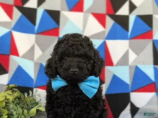 Toy Poodle dogs for sale: Kimball - Ad 4