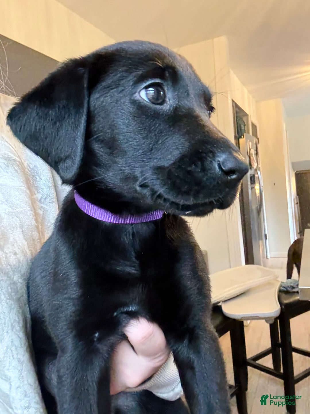 Labrador Retriever dogs for sale: Labrador Retriever Puppy- Purple collar - Ad 2