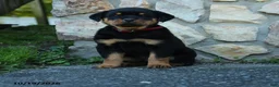 Rottweiler dogs for sale: Max - Ad 3