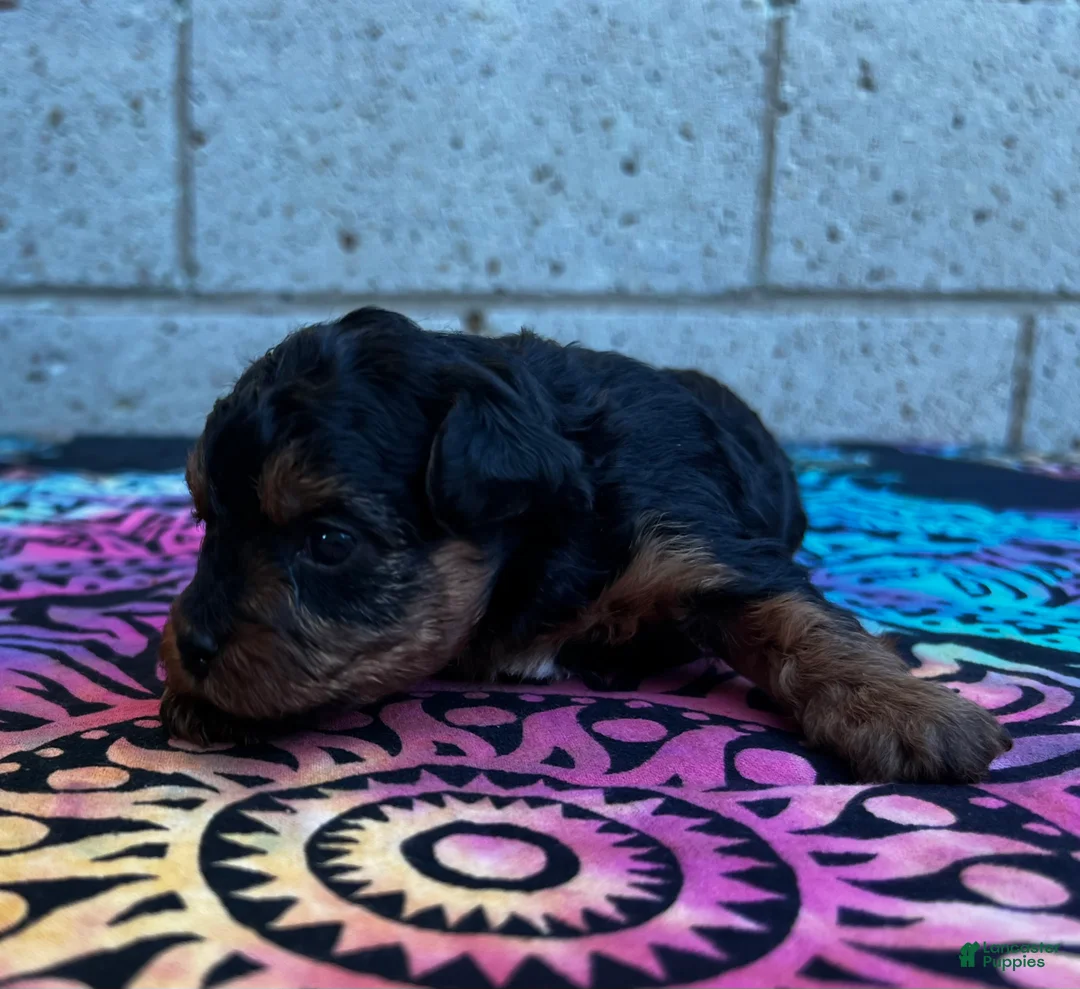 Yorkiepoo dogs for sale: Charlotte - Ad 2