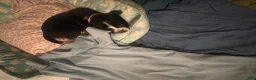 Mixed Breed dogs for sale: Mixed Breed Puppy 1 - Ad 6