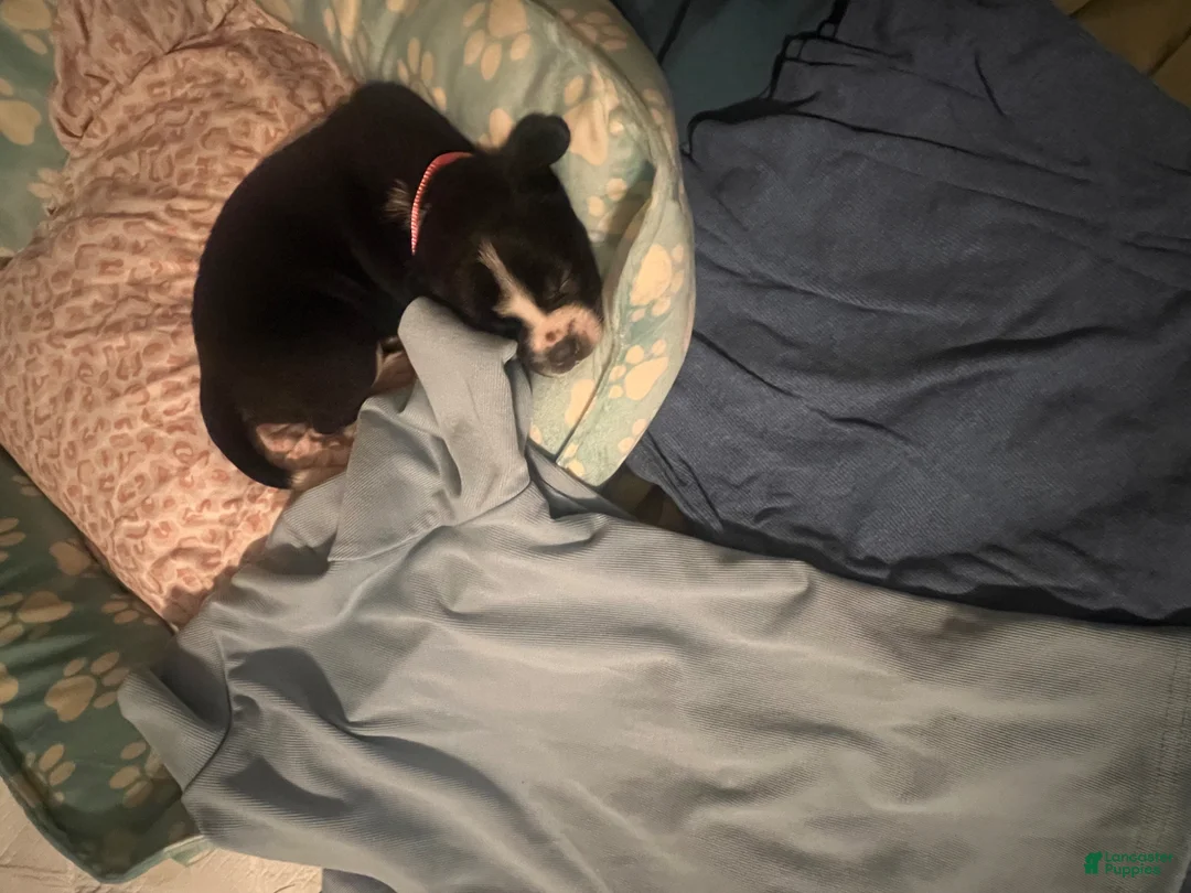 Mixed Breed dogs for sale: Mixed Breed Puppy 1 - Ad 6