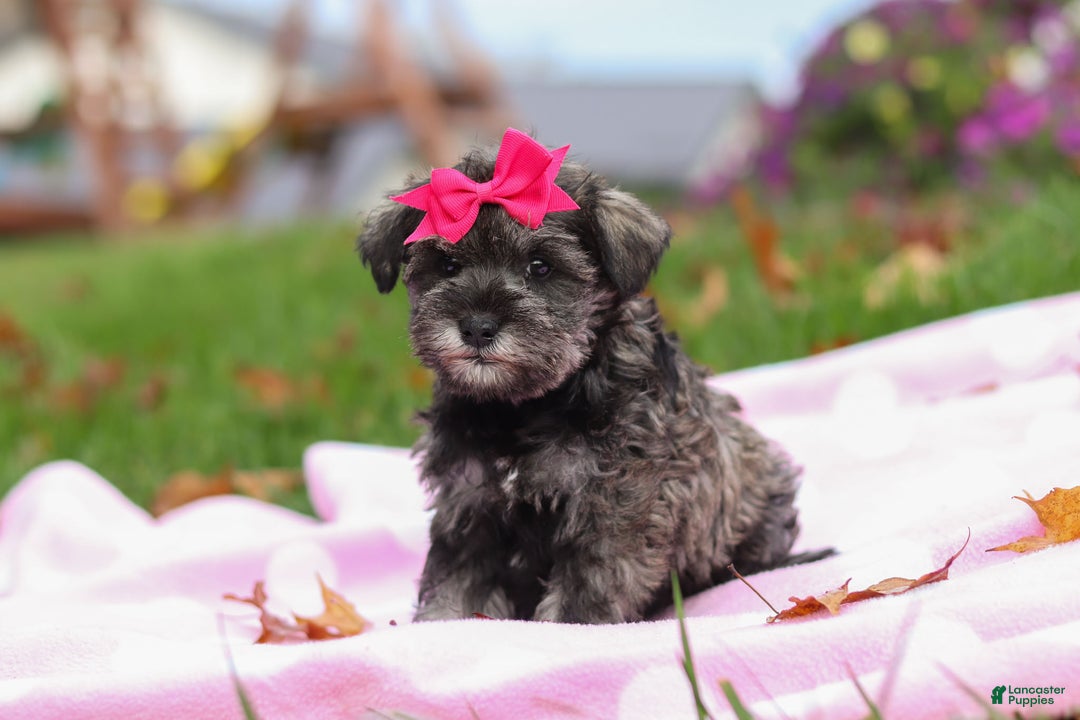 Miniature Schnauzer dogs for sale: Charity - Ad 7
