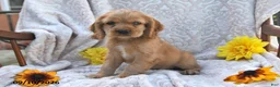 English Cocker Spaniel dogs for sale: Randy Lavern - Ad 3