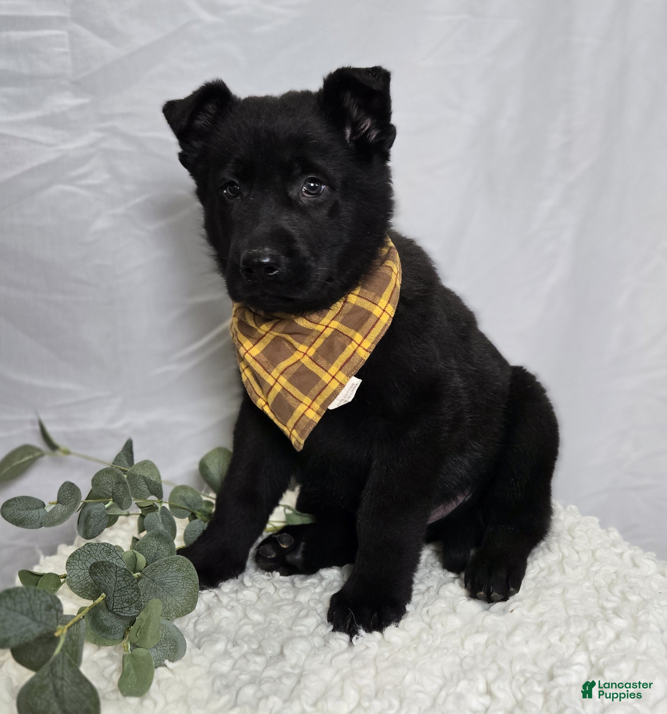 German Shepherd dogs Randy - Ad 1