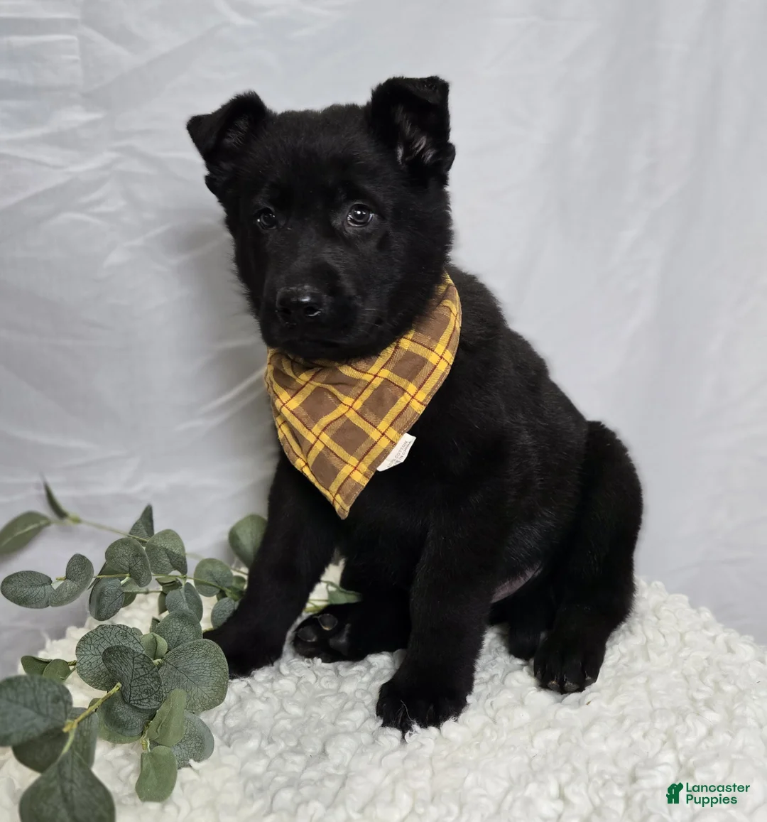 German Shepherd dogs for sale: Randy - Ad 1