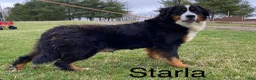Bernese Mountain Dog dogs for sale: Sullivan - Ad 5