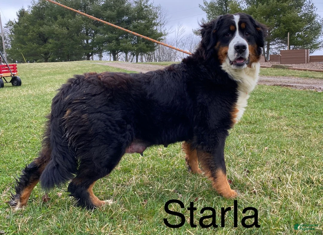 Bernese Mountain Dog dogs for sale: Sullivan - Ad 5