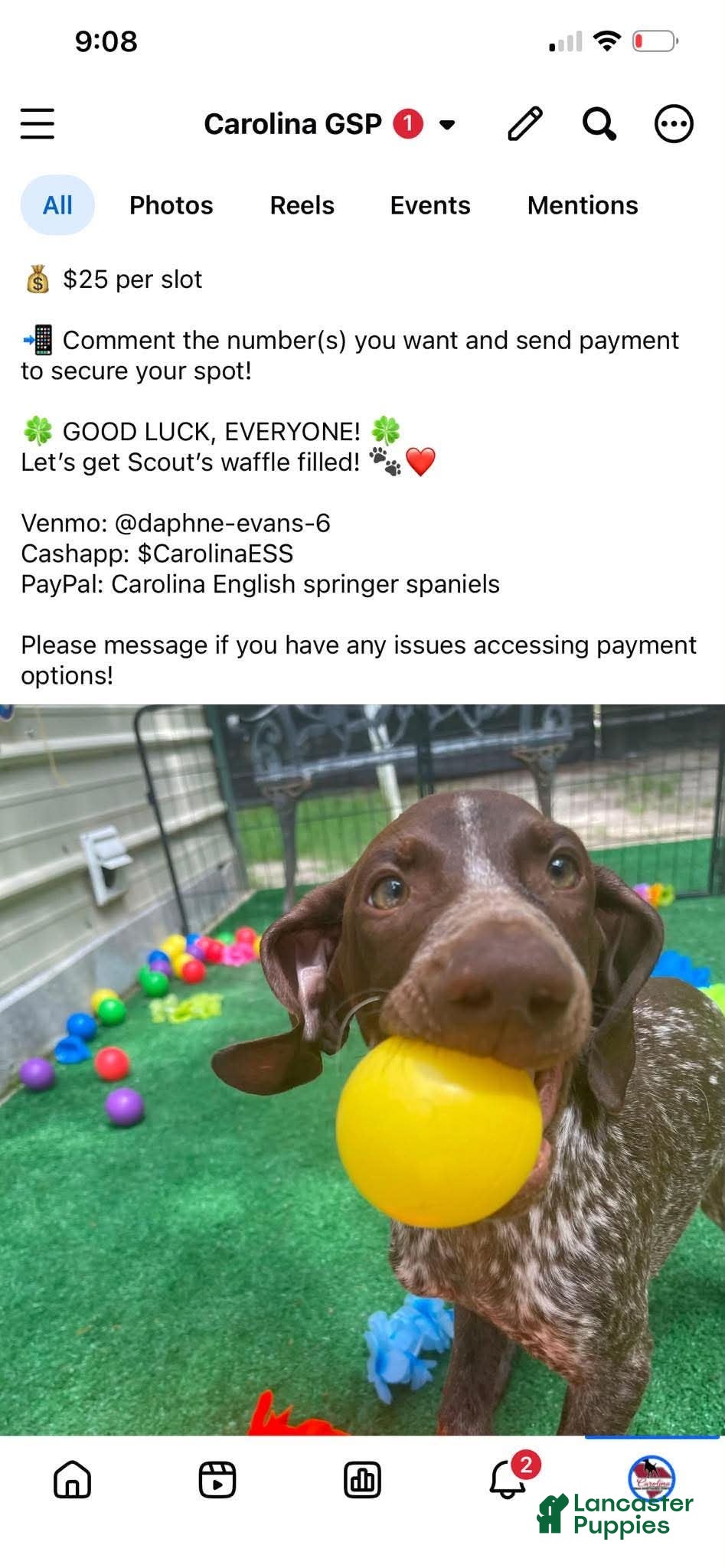 German Shorthaired Pointer dogs Scout - Ad 6