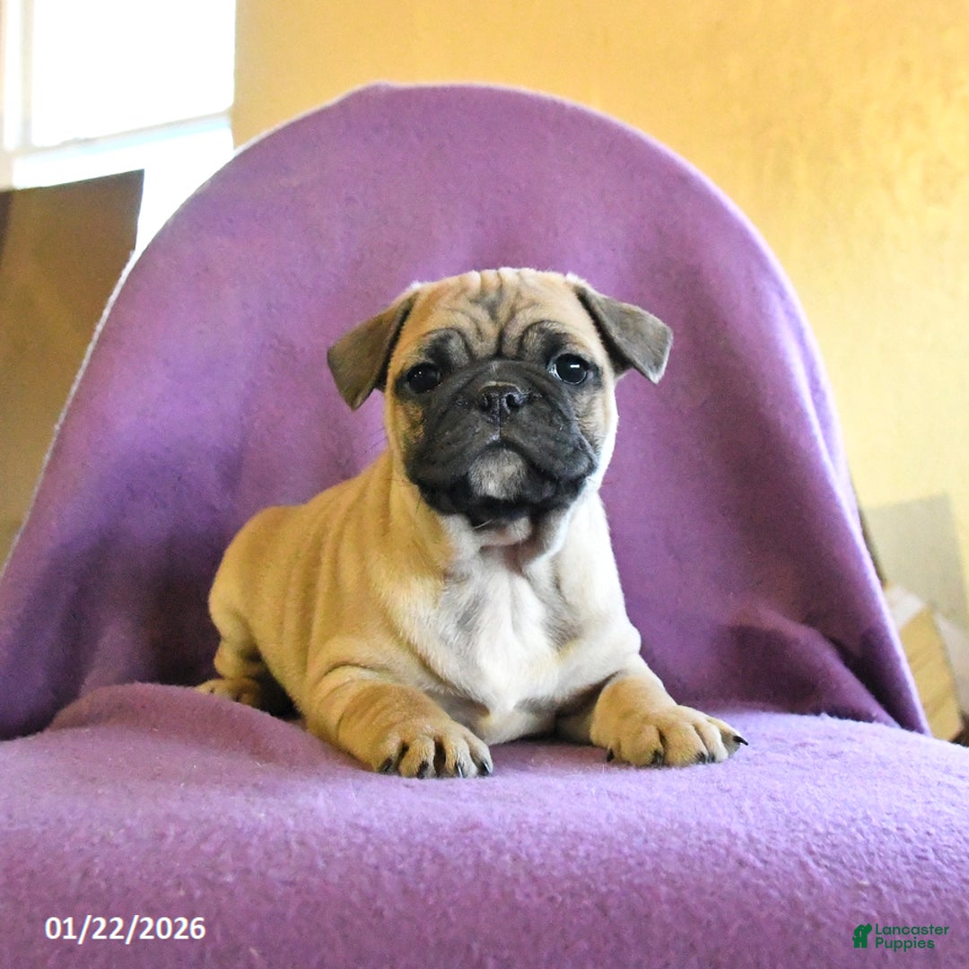 Frug dogs for sale: Titan - Ad 4