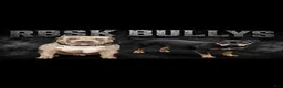 American Bully dogs for sale: American Bully 4 - Ad 7
