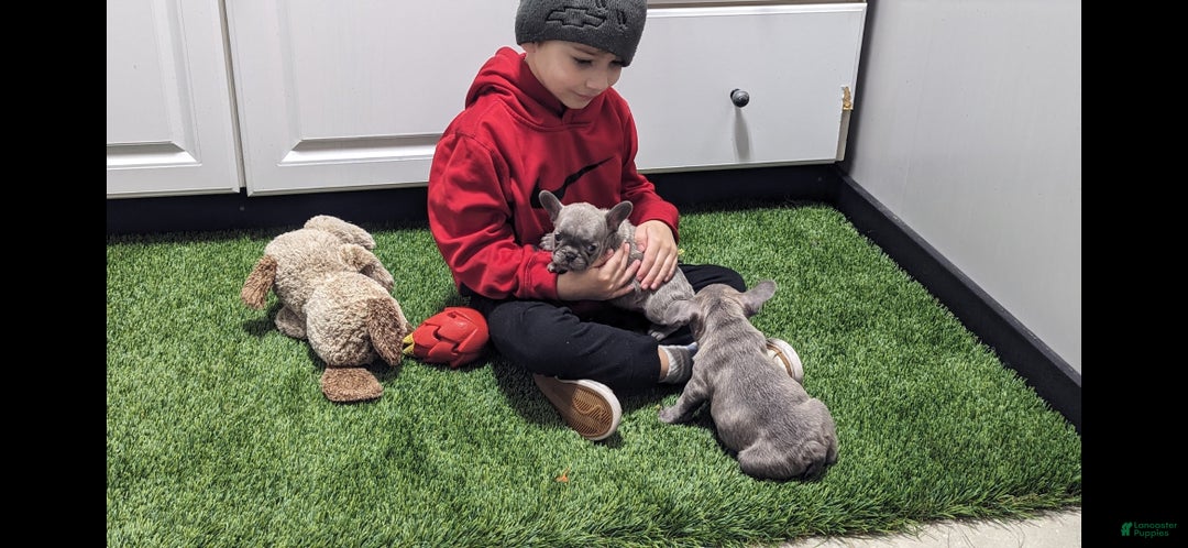 Gallery Image {{count}}