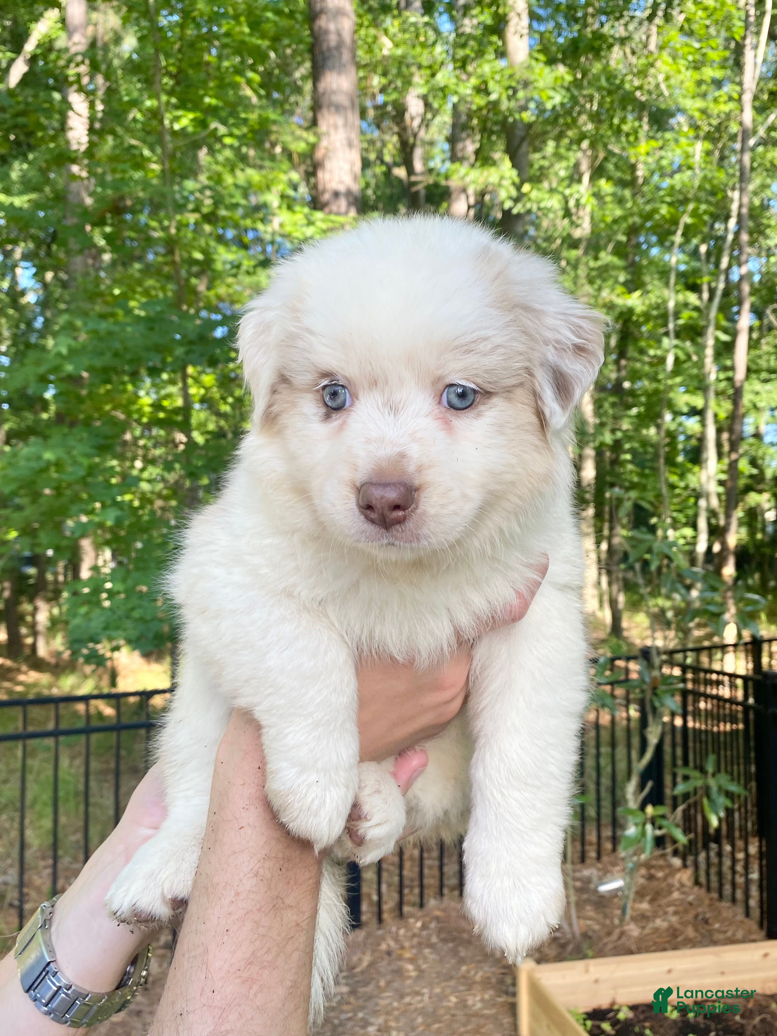 Australian Shepherd dogs Polly Pocket - Ad 1