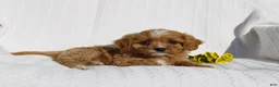 Cavapoo dogs for sale: Lucy - Ad 5