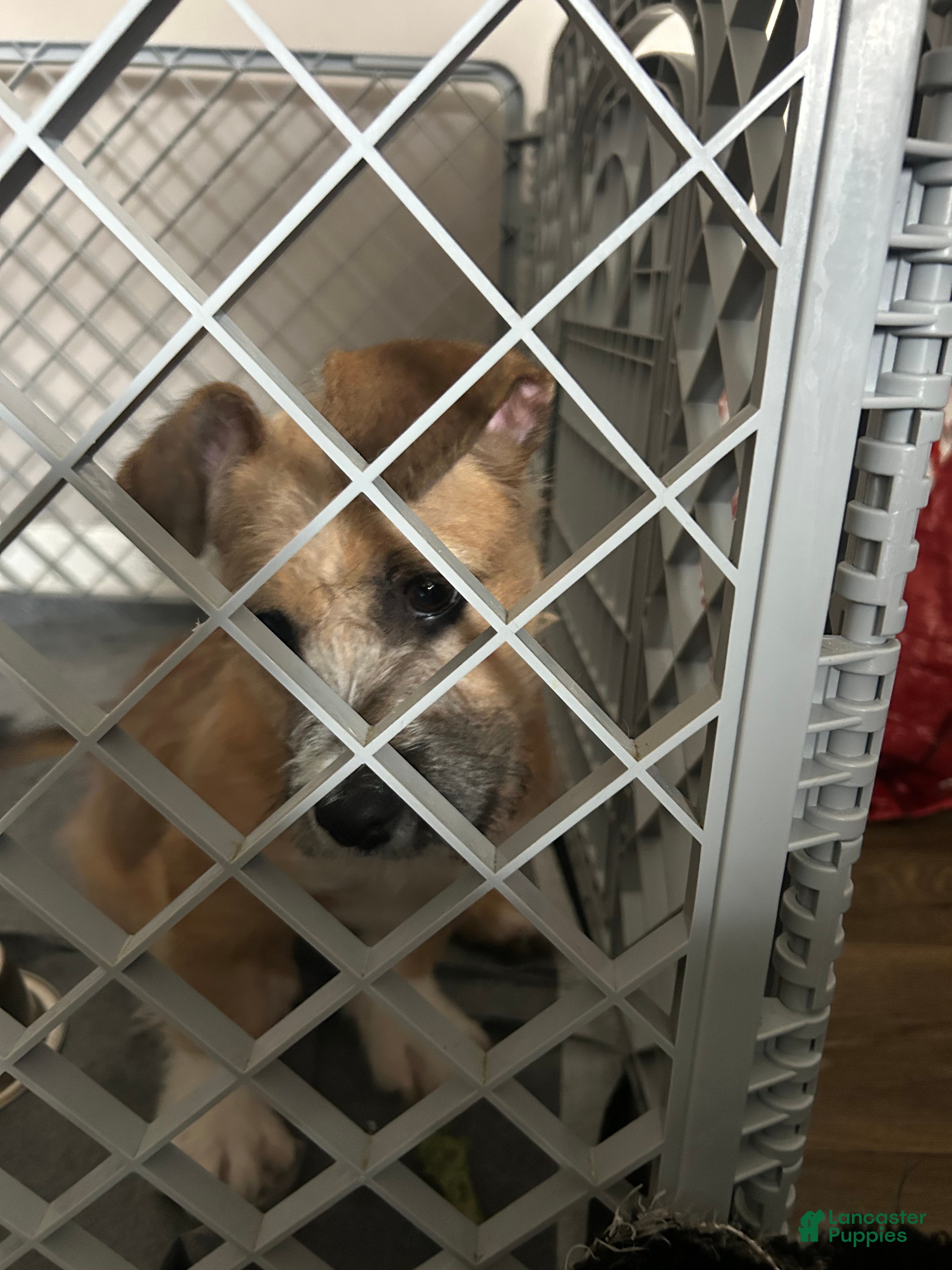 Mixed Breed dogs Mixed Breed Puppy 2 - Ad 2