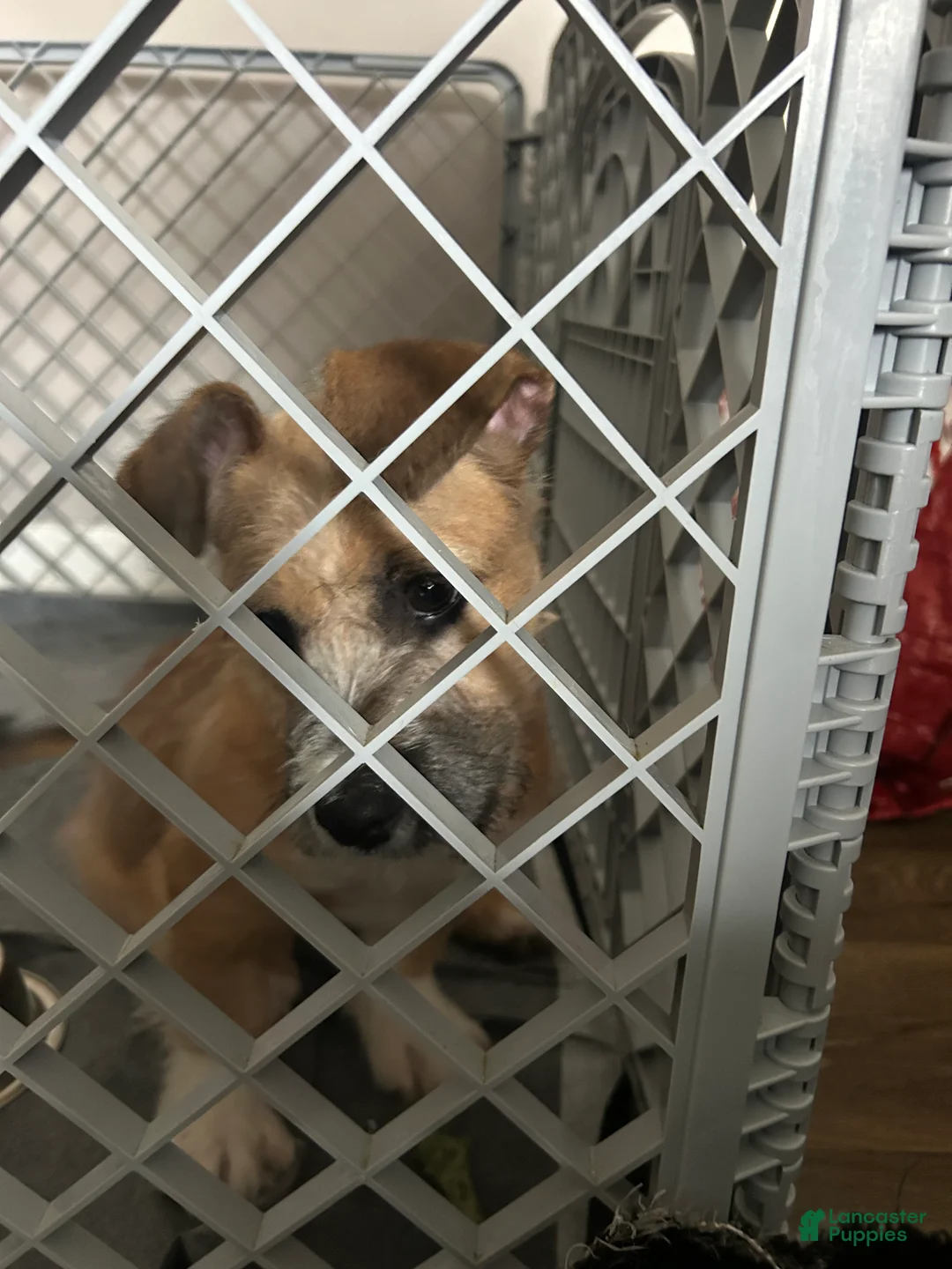 Mixed Breed dogs for sale: Mixed Breed Puppy 2 - Ad 2