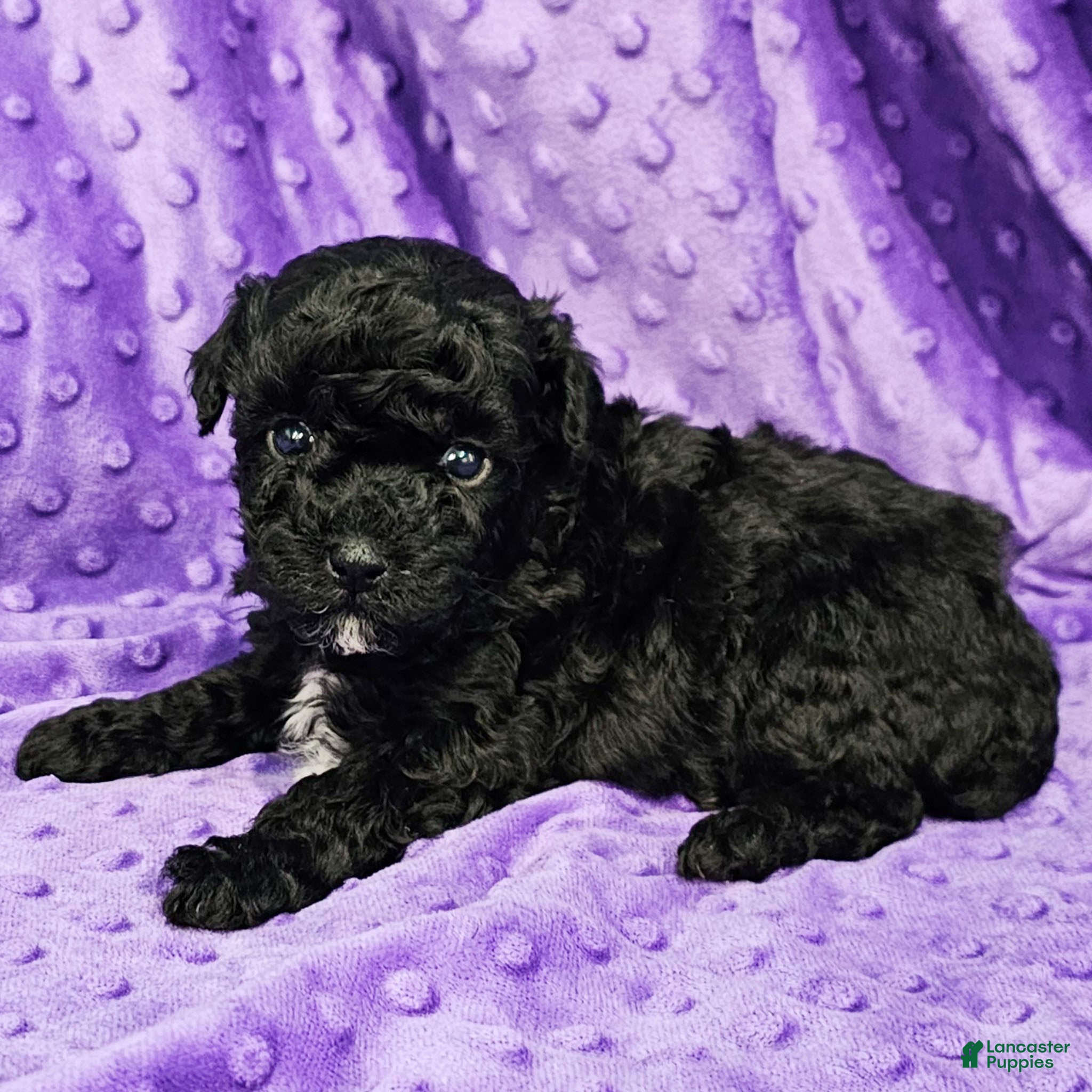 Mixed Breed dogs Dixon - Ad 13