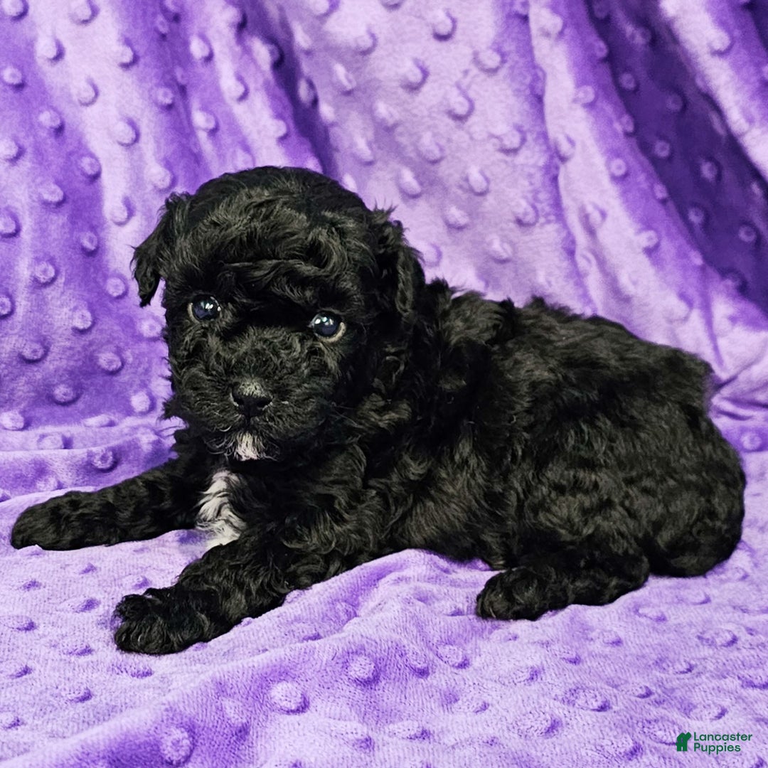 Mixed Breed dogs for sale: Dixon - Ad 1