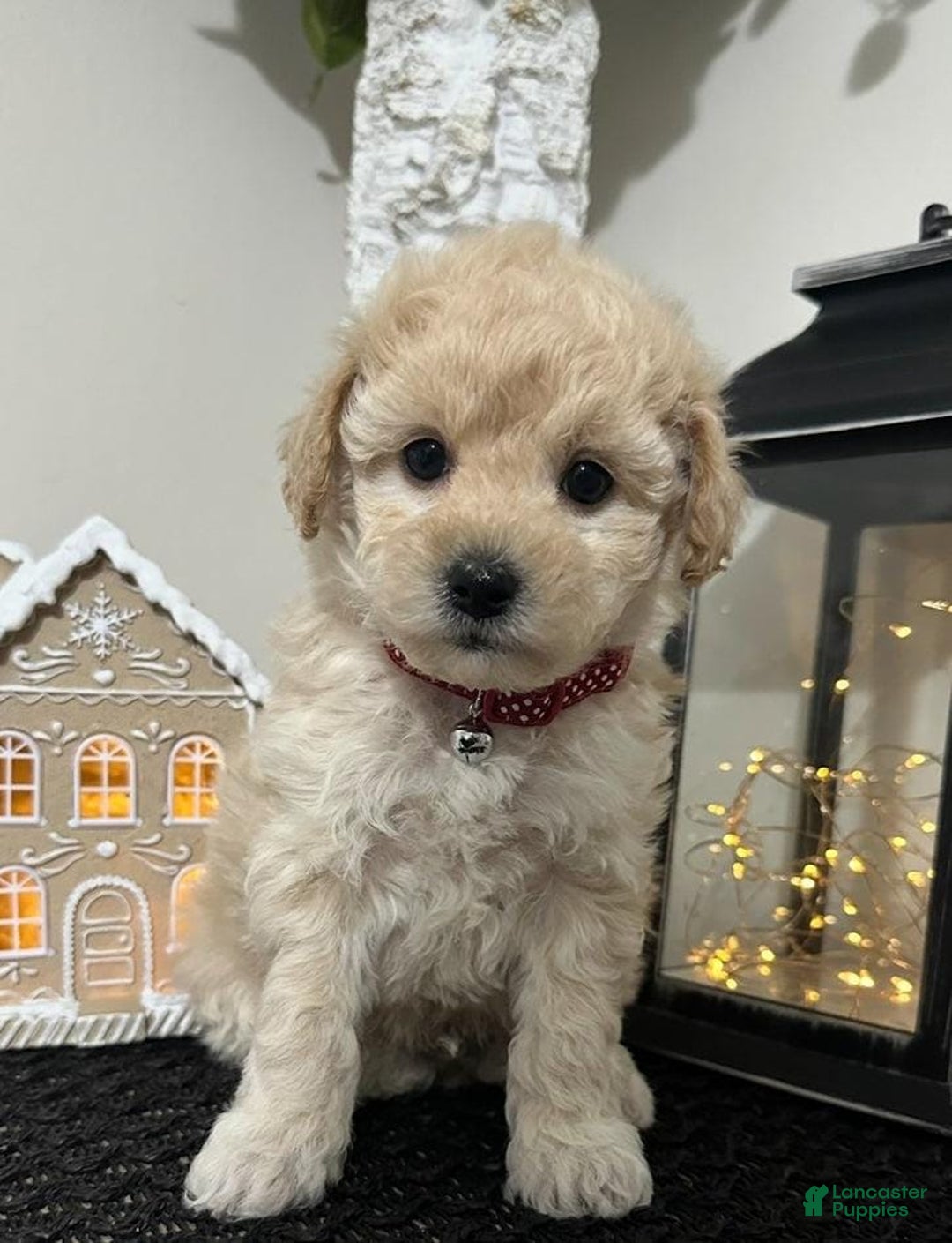 Maltipoo dogs for sale: Sam - Ad 4