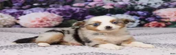 Miniature Australian Shepherd dogs for sale: Molly - Ad 4