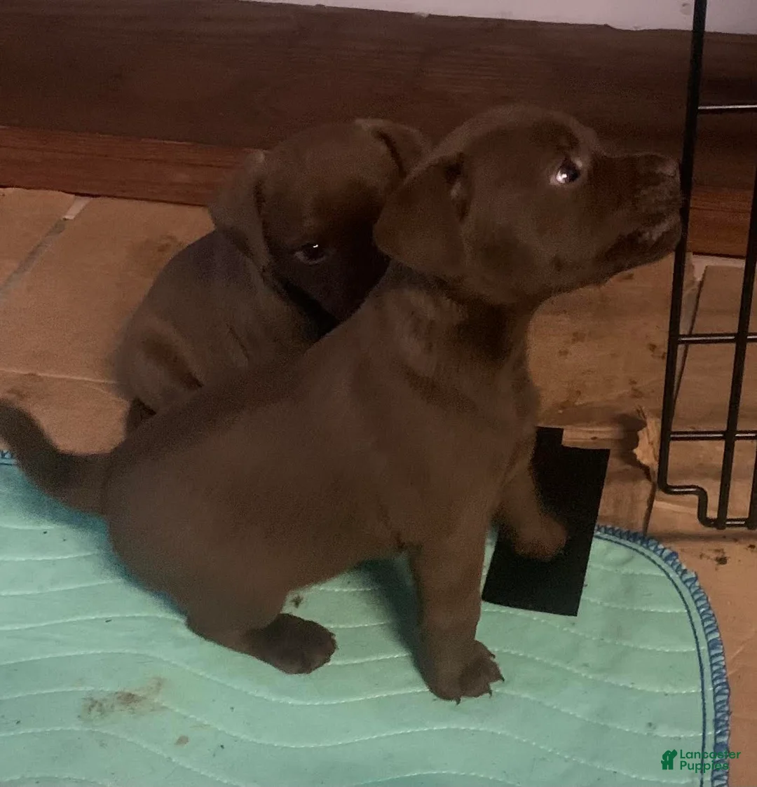 Patterdale Terrier dogs for sale: Patterdale Terrier 1 - Ad 2