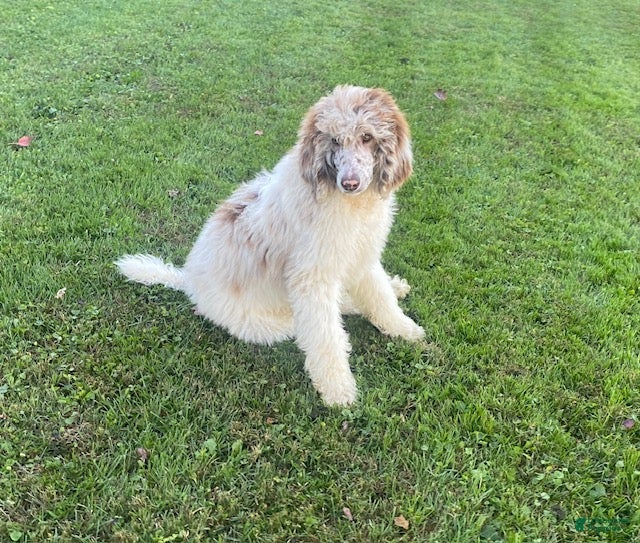 Standard Poodle dogs for sale: Toby- genetic clear - Ad 2