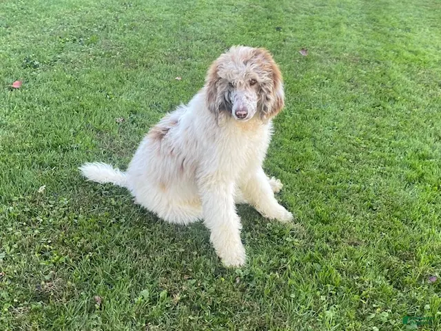 Standard Poodle dogs for sale: Toby- genetic clear - Ad 2