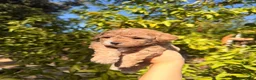 Toy Poodle dogs for sale: Toy Poodle 2 - Ad 2