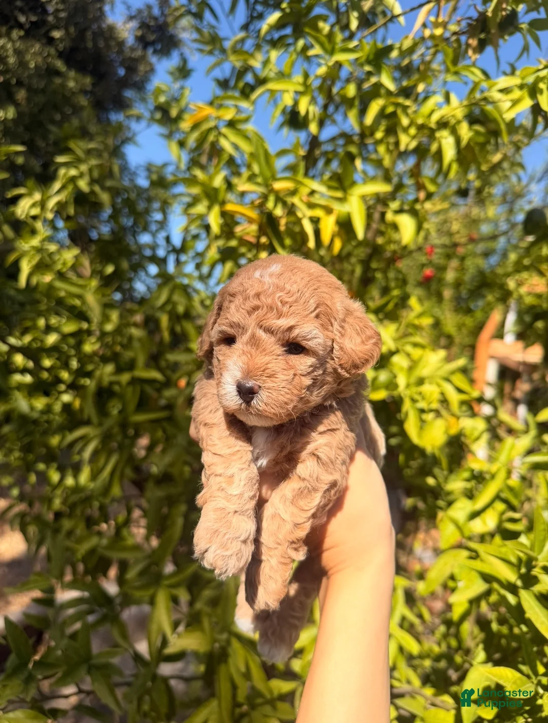 Toy Poodle dogs for sale: Toy Poodle 2 - Ad 2
