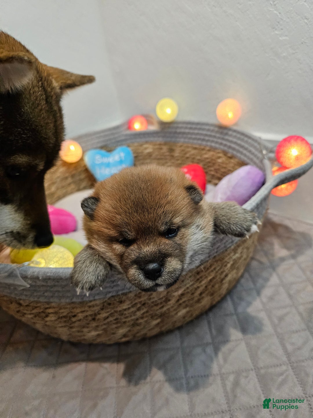 Shiba Inu dogs for sale: Kaito - Ad 3