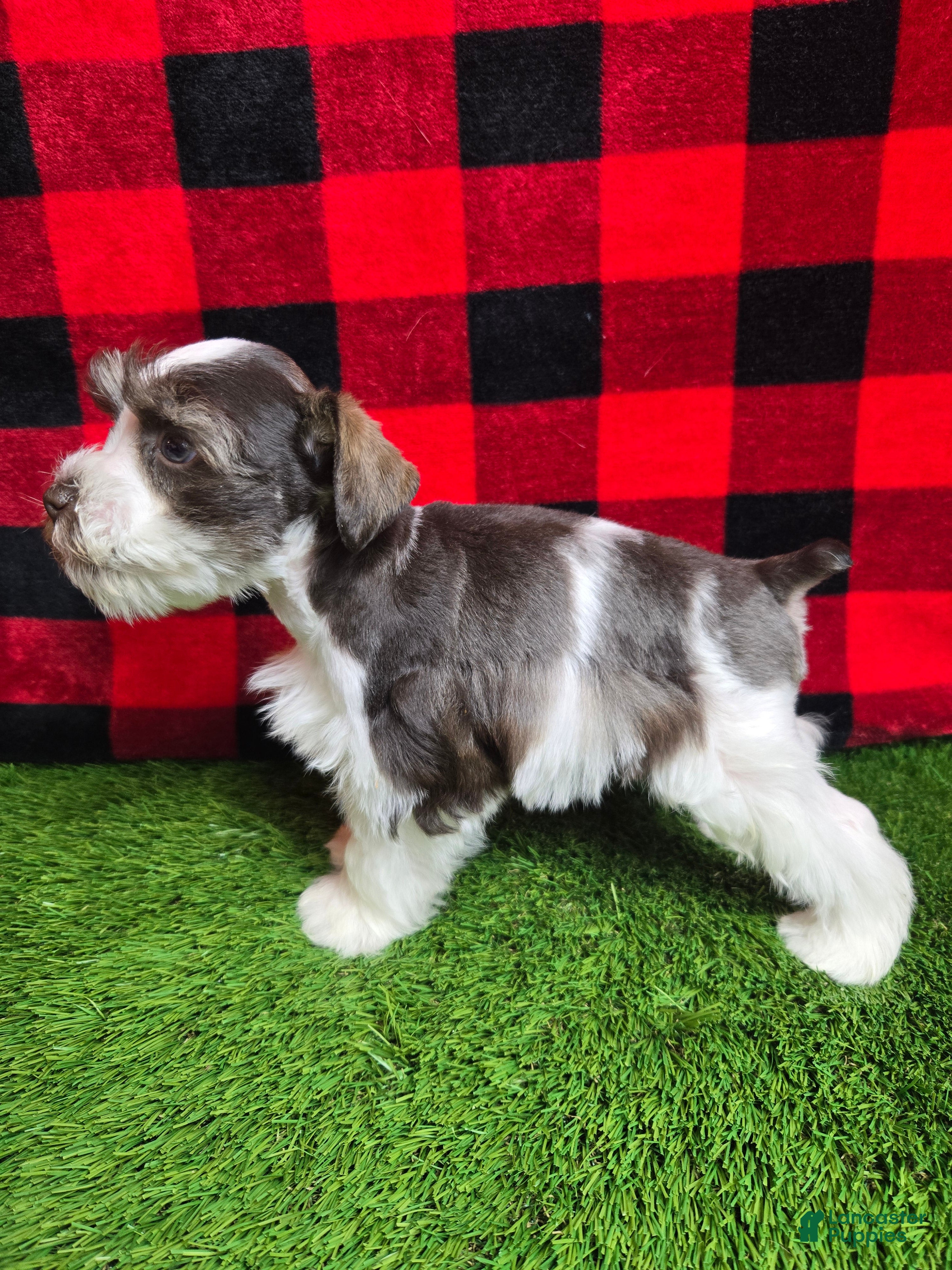 Miniature Schnauzer dogs Bruce - Ad 40
