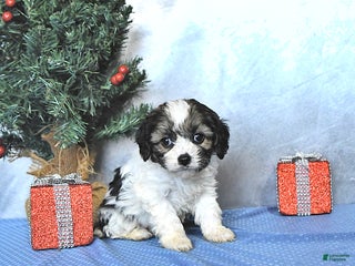 Cavapoo dogs Addie - Ad 41