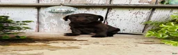 Labrador Retriever dogs for sale: Farah  - Ad 3