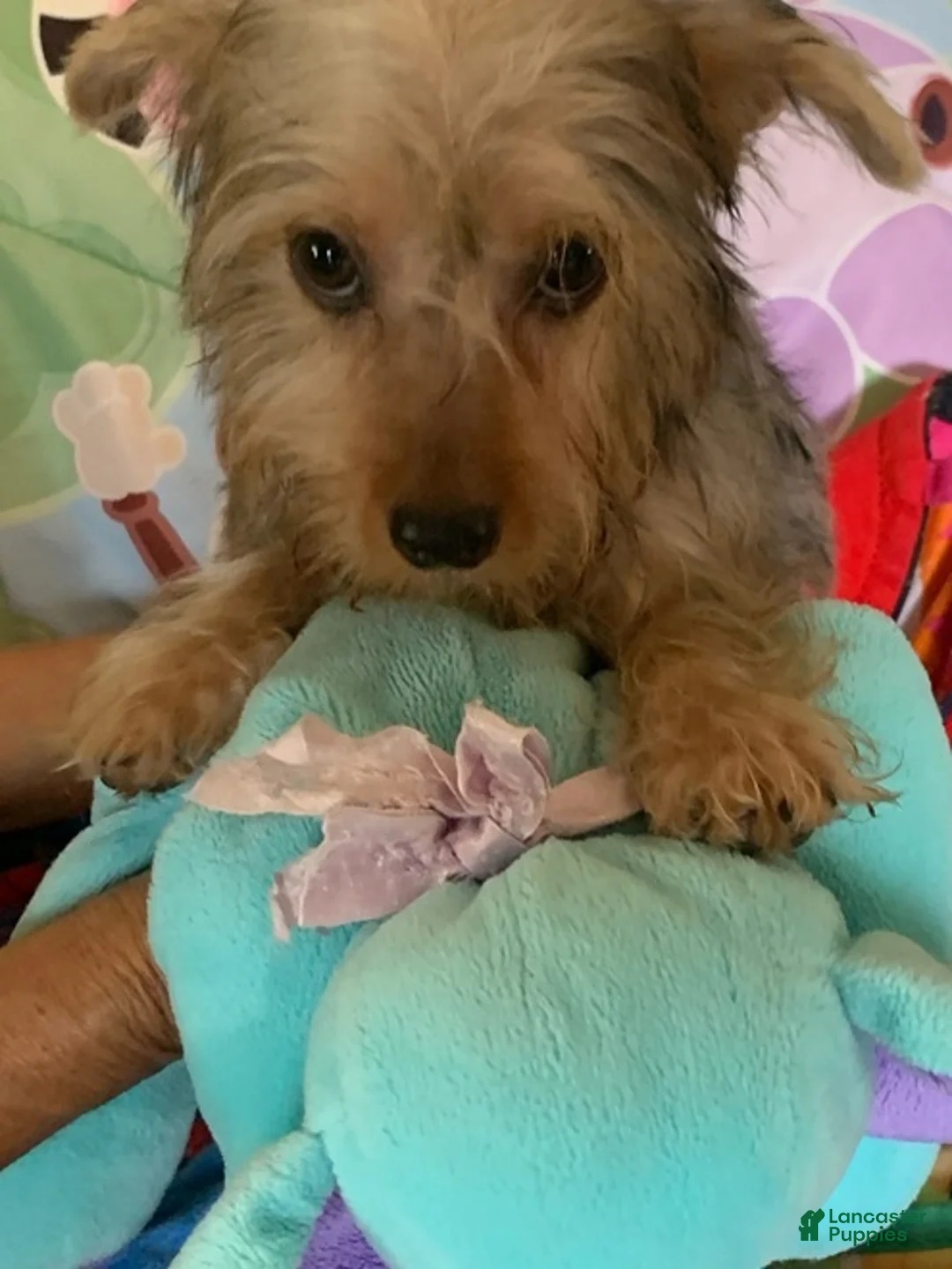 Yorkshire Terrier dogs for sale: Yorkshire Terrier Puppy *MERLE Male  - Ad 3