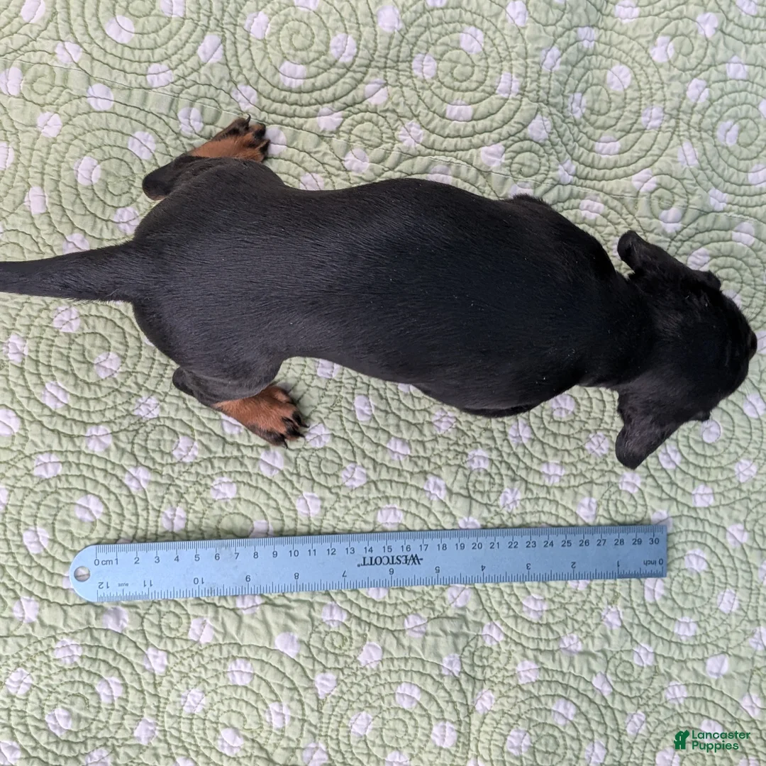 Miniature Dachshund dogs for sale: Black Dahlia - Ad 13
