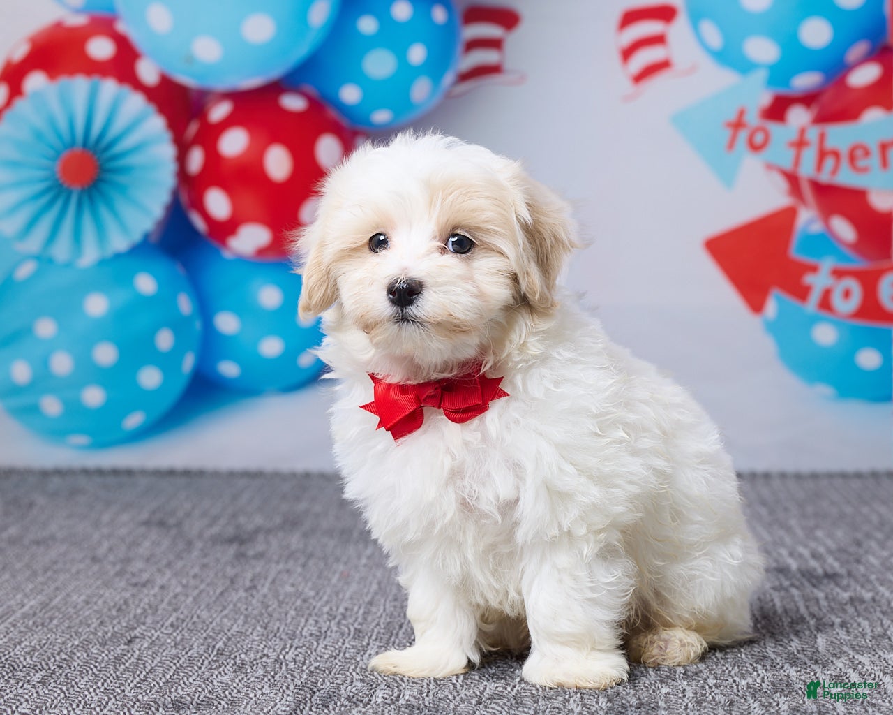 Maltipoo dogs Clay - Ad 1