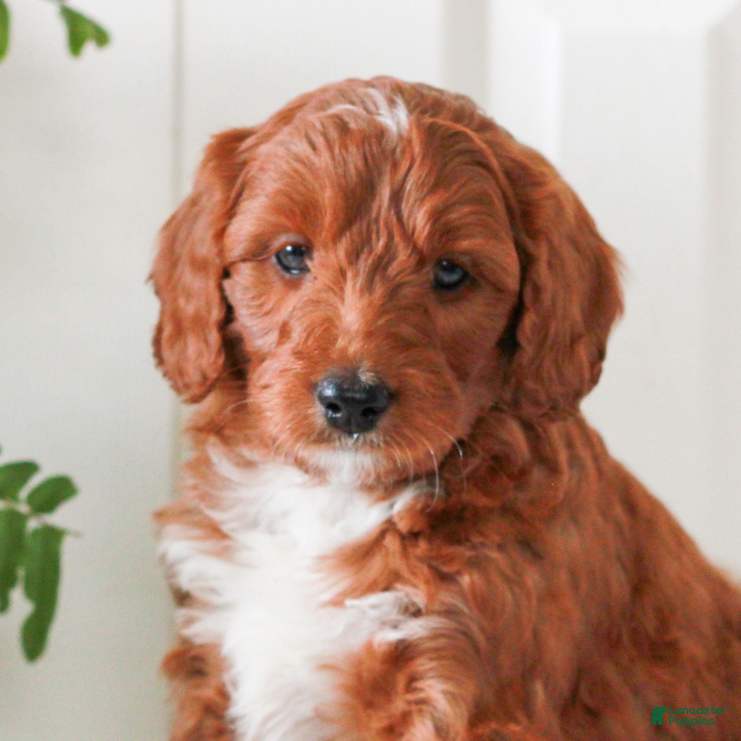 Mini Goldendoodle dogs Harrison  - Ad 2