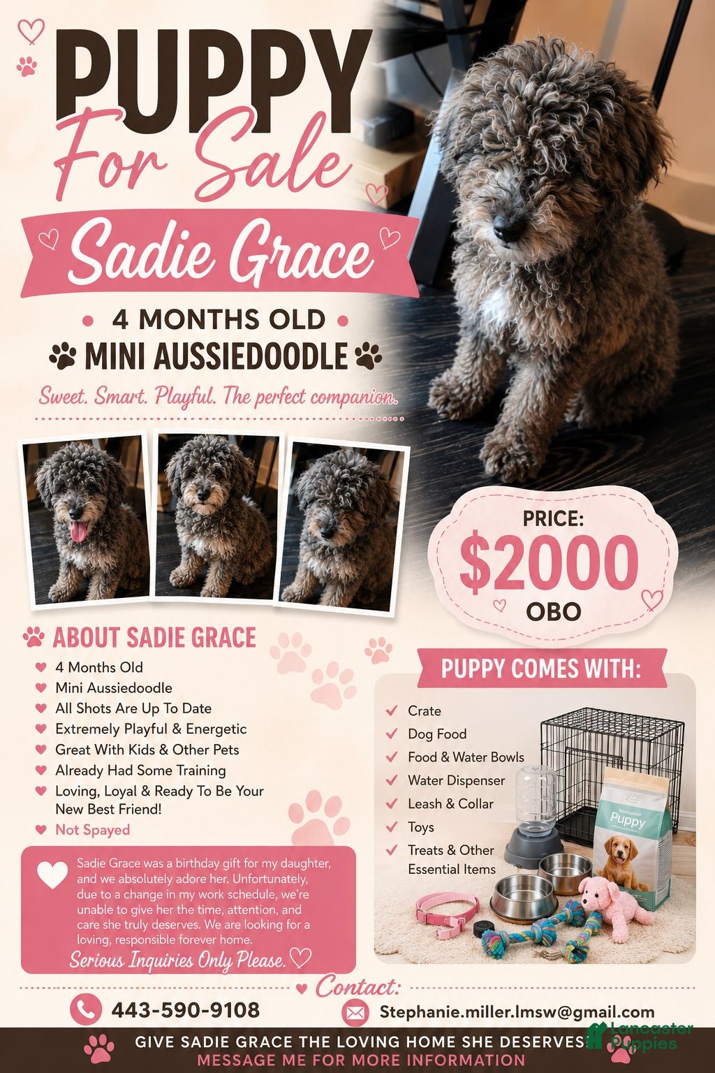 Mini Aussiedoodle dogs Mini Aussiedoodle Sadie Grace  - Ad 35