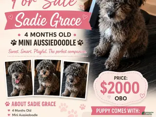 Mini Aussiedoodle dogs Mini Aussiedoodle Sadie Grace - Ad 35