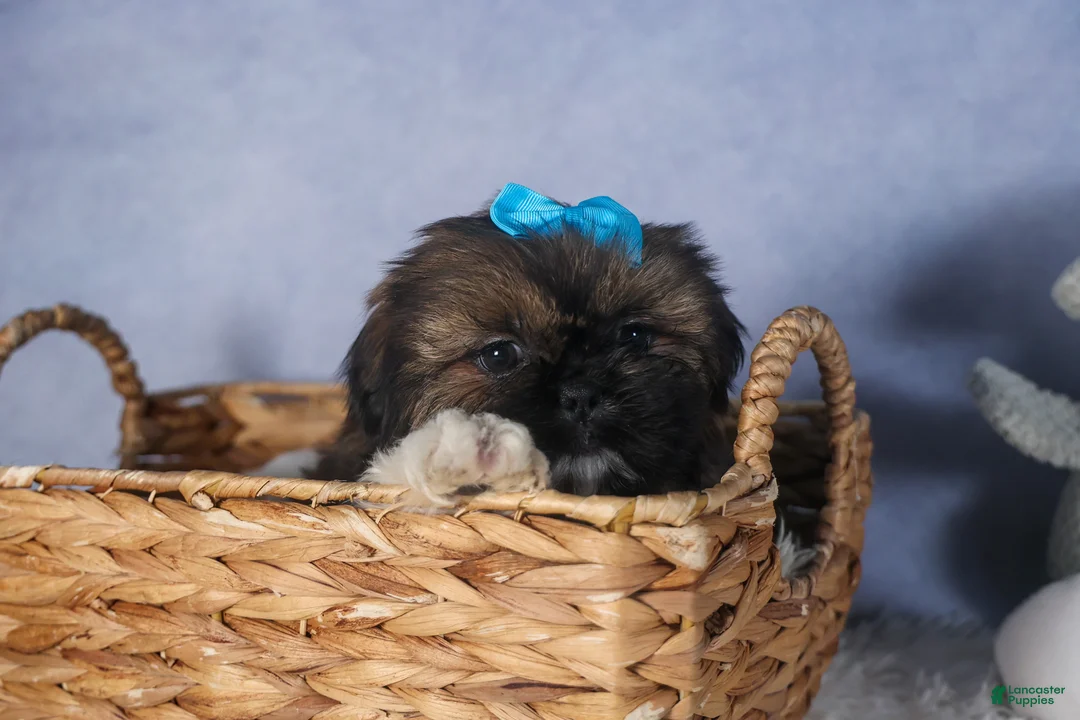 Shih Tzu dogs for sale: JOEY - Ad 4