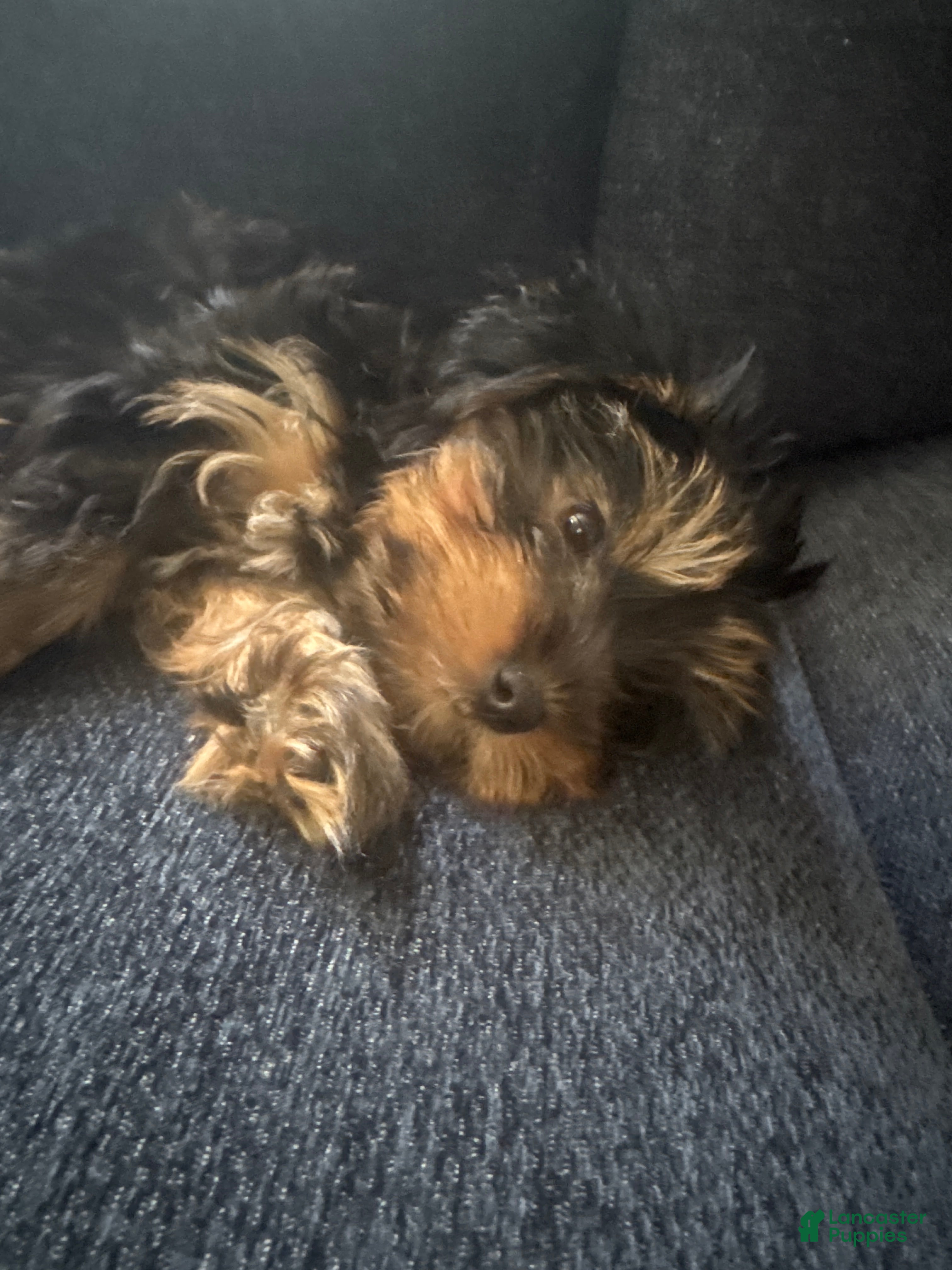 Yorkshire Terrier dogs for sale: Yorkshire Terrier Puppy 2 - Ad 1