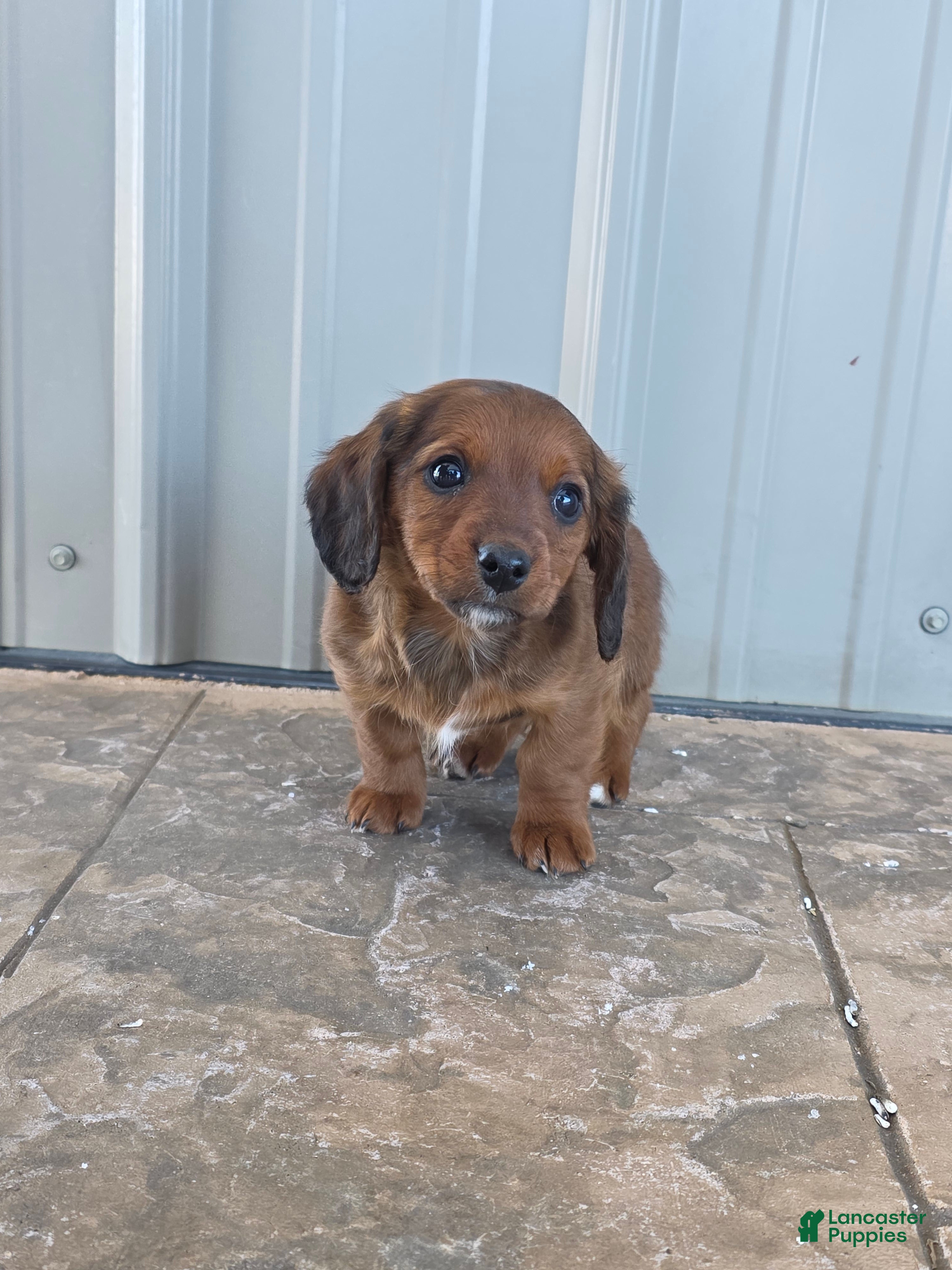 Miniature Dachshund dogs for sale: Tulip - Ad 4