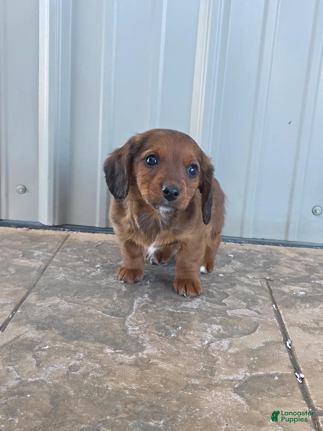 Miniature Dachshund dogs for sale: Tulip - Ad 1