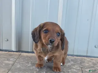 Miniature Dachshund dogs for sale: Tulip - Ad 4