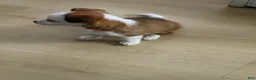 Mixed Breed dogs for sale: Mixed Breed lilly - Ad 3