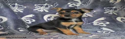 Mixed Breed dogs for sale: Buela - Ad 3