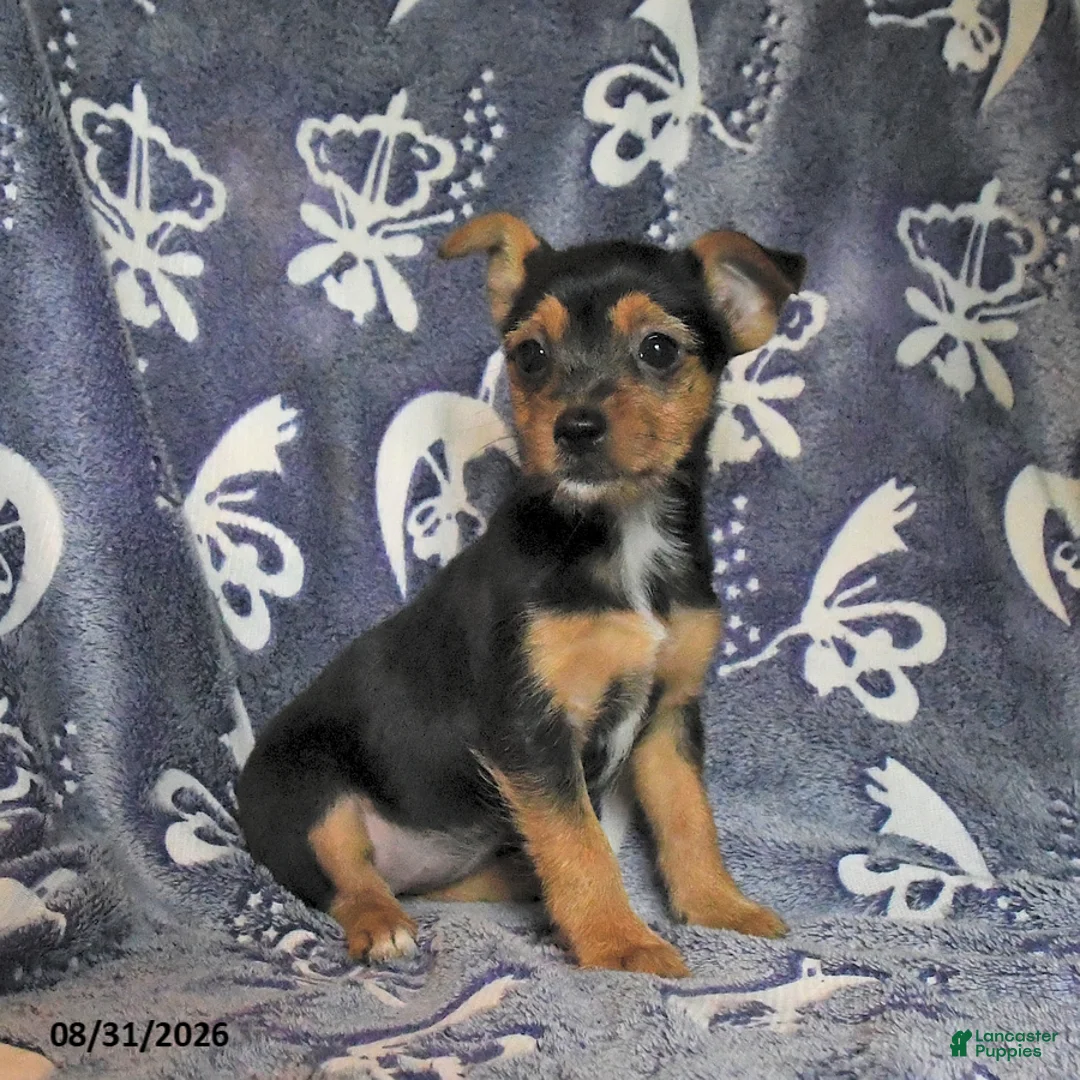 Mixed Breed dogs for sale: Buela - Ad 3