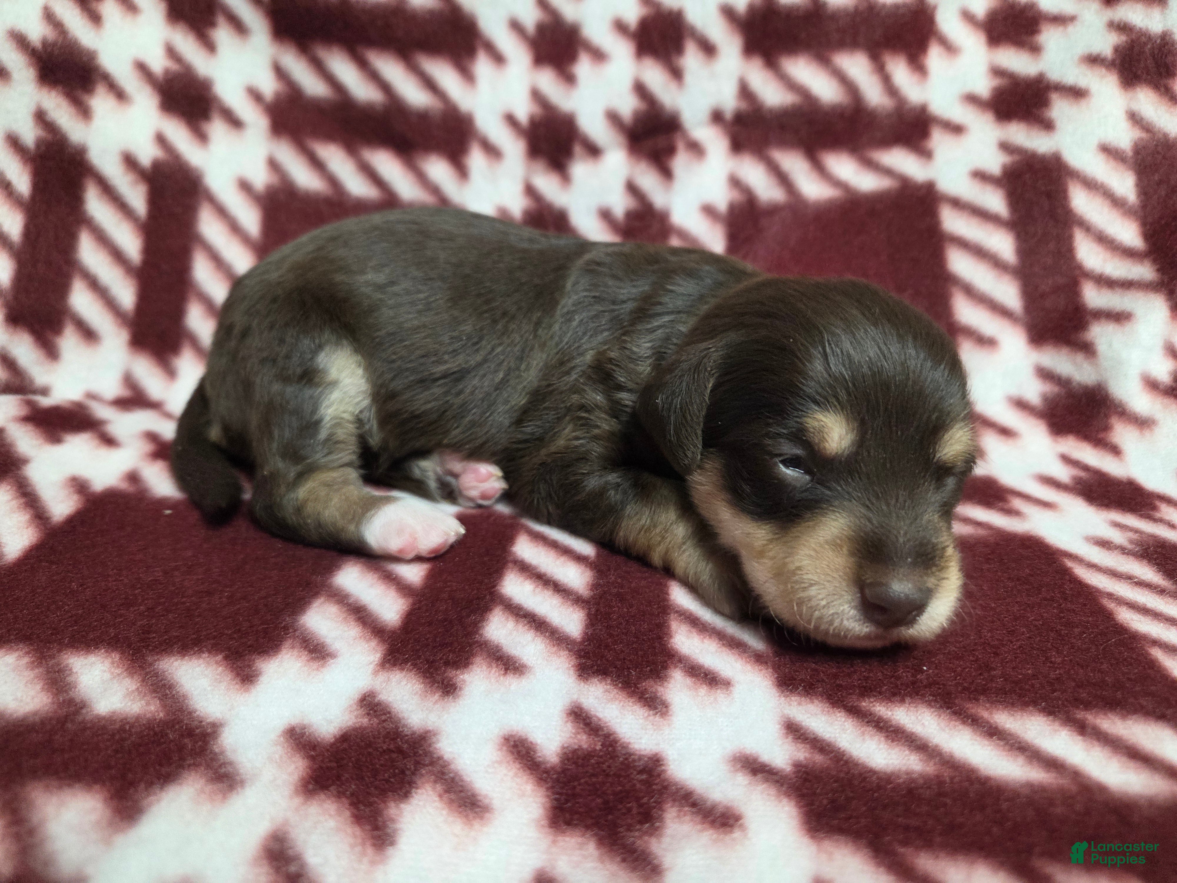 Mixed Breed dogs Rudolph - Ad 32