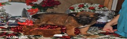 Belgian Malinois dogs for sale: Tanner - Ad 5